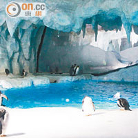 帝企鵝自助餐廳及馬達加斯加美食廊設有企鵝觀賞區，讓遊客邊用餐邊看企鵝。