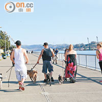 集合地點Vellejo位於市郊，很多人愛在海邊遛狗。