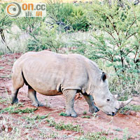 白犀牛的嘴巴寬闊並呈方形，方便在樹木稀少的地方吃草。