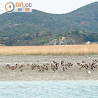 經常以集群式出沒的綠頭鴨為順天灣濕地最常見的禽鳥品種之一。