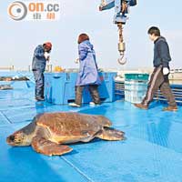 沖繩出海會龜蜜