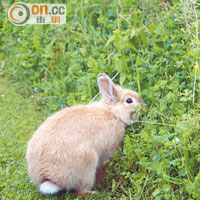 小兔子在草叢蹦跳出來，只顧吃草不理人。