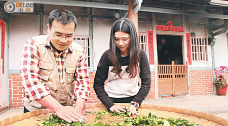 鹿谷鄉老年人居多，忽有少艾來學揉茶，多數是外地訪客。