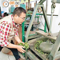 現代茶農會用機器揉茶， 9公斤茶葉花約20分鐘便捻好。