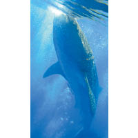 鯨鯊係世上體形最大的魚類，要影晒全身惟有靠廣角焦段。