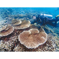 印尼的珊瑚群色彩鮮艷，好多細小的海洋生物隱藏其中。