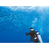 馬來西亞水域經常見到一大群Jackfish，猶如魚群風暴。