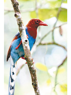 毛色亮麗的Sri Lanka Blue Magpie。（Ken So提供）