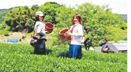 大阪和束町採茶工作營，可以落手落腳體驗種茶，加深認識茶文化。