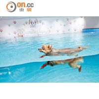 狗狗在游水過程中，四肢會不斷前後擺動，有助強化肌肉。