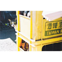 書中常提及「貓咪小道」，位於台北市內湖區週美里，那是一條能輕易遇見貓咪的巷子。