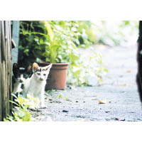 雖然書中的貓咪只是生命中的過客，但在NEKO眼中，每一隻街貓都是朋友。