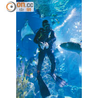 潛水人員入池餵魚的表演時段，是訪客們一大期待節目。