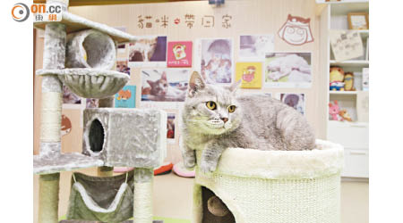 期間限定的貓Cafe將有萌貓坐鎮，希望讓大家感受到等待領養的貓咪也有其可愛一面！