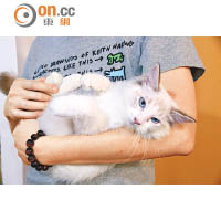Café有兩隻在本地較少人飼養的布偶貓，牠們性格溫馴，喜歡與客人交流。