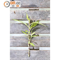 辣蓼<br>越南菜常用的香料，味道與芫荽和刺芫荽相近，子盛指這類香草屬水生植物，非常粗生，不過在冬天就要注意保溫。