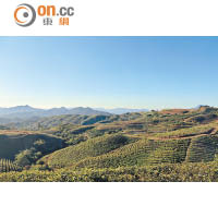 茶園位處近海拔2,000米，中午過後仍保持清涼，環境適合茶葉生長。