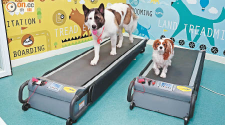 店內備有兩款不同尺寸的跑步機，適合不同體形的狗狗使用。