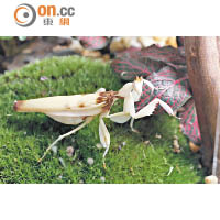 蘭花螳螂（Hymenopus coronatus）<br>產地：馬來西亞、印尼、雲南西雙版納等熱帶雨林<br>特徵：能因應花色深淺來調整身體顏色