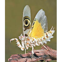 刺花螳螂（Psuedocreobotra wahlbergii）<br>產地：非洲東部至南部<br>特徵：腹部滿布棘刺狀紋理，翼上則有標靶圖案。