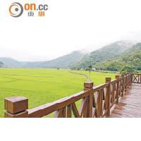 南安遊客中心前的觀景台可望到大片翠綠稻田。