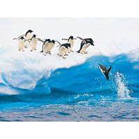 乘坐無極號往南極睇企鵝，肯定畢生難忘。