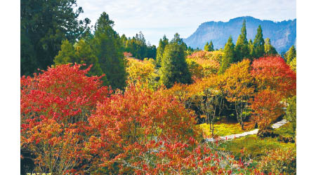 每逢秋季，阿里山森林風景區是賞楓的好地方。