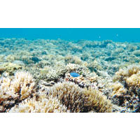 海底以軟珊瑚為主，為魚群提供棲息地方。