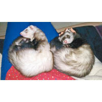 兩隻貂鼠捲成球形，一起睡覺，很Cute呢！