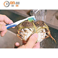 1.用牙刷將蟹身擦洗乾淨。
