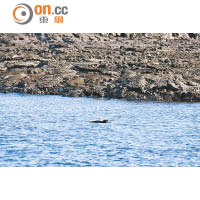 在海中遇上海鬣蜥別太驚恐，牠們只對海藻有興趣。