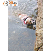 若天氣晴朗，可讓狗狗在湖內暢泳。