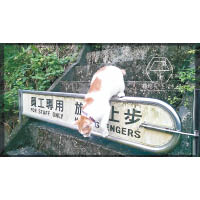 原本於貓空動物園站出沒的流浪貓咪咪，現已升為貓站長，大受貓迷歡迎。