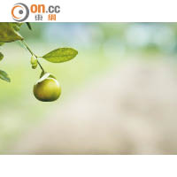 自家種植的柑桔順理成章醃製成鹹柑桔，不但可以用來調校飲品，還成為銀髮士多的招牌食品。