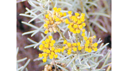 https://en.wikipedia.org/wiki/Helichrysum_italicum#/media/File:Helichrysum_italicum_flowers.jpg