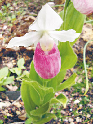 https://zh.wikipedia.org/wiki/%E6%9D%93%E5%85%B0%E5%B1%9E#/media/File:Cypripedium_reginae.jpg