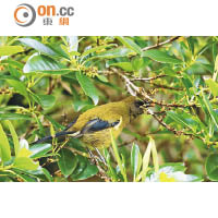 Bellbird是新西蘭的特有種（Endemic Species），出名好唱口。