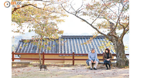 走畢整條「貓之細道」，終於在未段公園空地上看到真貓蹤影。