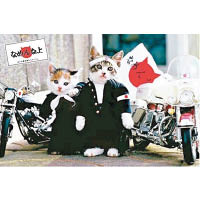 「全日本暴貓聯盟．別小看我」，於1980年推出相關的海報及車牌證件等精品，迅即爆紅。
