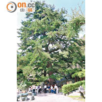 位於神木谷假期大飯店的千年五葉松高逾36米，需要相距一定距離才能望見樹頂。