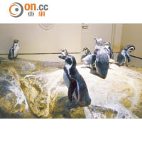 水族館還定時有企鵝Show，入場後記得留意場次。