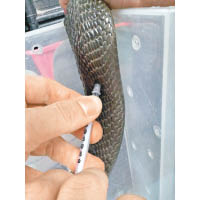屈展邦仔細地在中華眼鏡蛇鱗片之間注射麻醉針，然後為牠作治療。