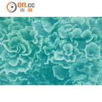 貌似玫瑰花群的珊瑚名叫Lettuce Coral，直譯即「生菜珊瑚」。