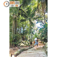 在當地人Rene協助下，英藉島主Brendon親手種植超過16,000棵熱帶植物，令荒島變身成國家公園。
