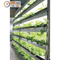 400平方呎的溫室裏面，以水耕栽培方法自給自足新鮮沙律菜。