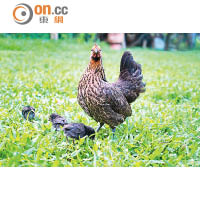清早起來，母雞在草地上帶着小雞覓食，場面溫馨。