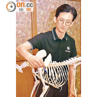 導師會以動物的骨架模型向學員指出心肺復甦的正確位置。