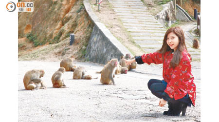 有「花果山」之稱的金山郊野公園是獼猴的主要活動範圍，要睇精靈活潑的猴子肯定易過抽金猴！