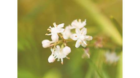 https://upload.wikimedia.org/wikipedia/commons/6/65/Asparagus_racemosus_fleurs.JPG