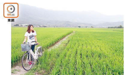雖然當日天陰陰，仍不減池上稻田魅力。